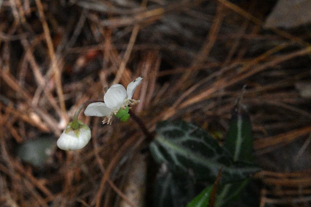 2025-07029332 Broadmoor Wildlife Sanctuary, MA.JPG - Spotted Wintergreen. Broadmoor Wildlife Sanctuary, MA, 7-2-2025